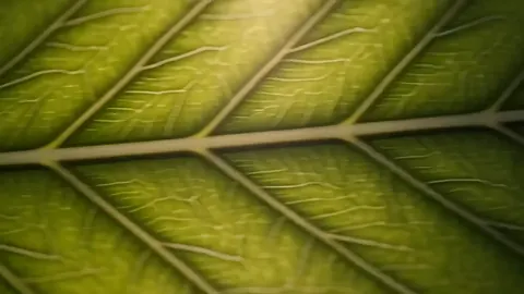 Extreme close-up of a green leaf, its veins catching light.